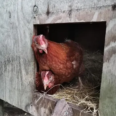 ベッド・アンド・ブレックファスト Mikrogaarden Shared Kitchen&bathroom Svebolle