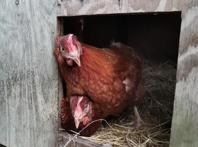 Nocleg ze śniadaniem Mikrogaarden Shared Kitchen&bathroom Svebolle